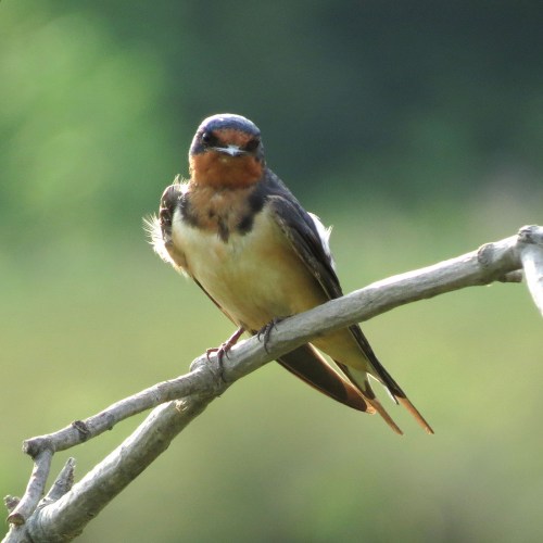 A small bird perched on a branch, with a blue and orange plumage, surrounded by a blurred green background.