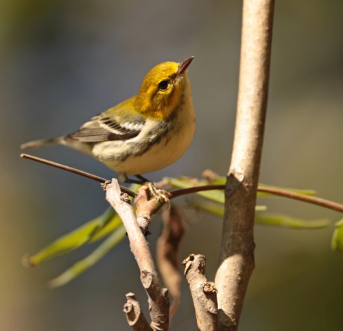 A small bird with a yellow head and olive-green wings perched on a branch, surrounded by soft, blurred foliage.