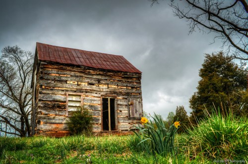 A weathered log cabin with a rusty roof, surrounded by green grass and blooming daffodils under a cloudy sky.