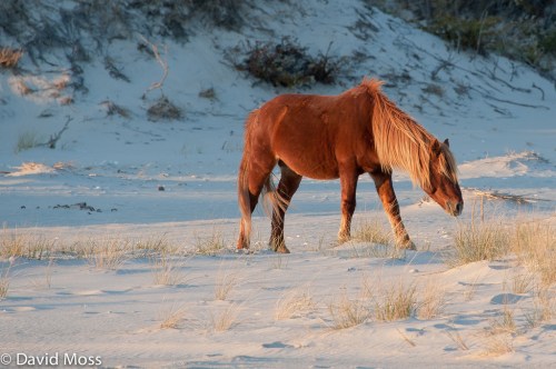 A brown horse grazes on sandy terrain, surrounded by sparse grass and a natural landscape.