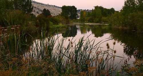 A serene pond surrounded by lush greenery and trees, reflecting the landscape in calm waters under a soft sky.