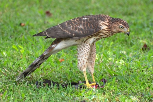 A hawk stands on grass, poised over its prey, showcasing its sharp talons and detailed feather patterns.