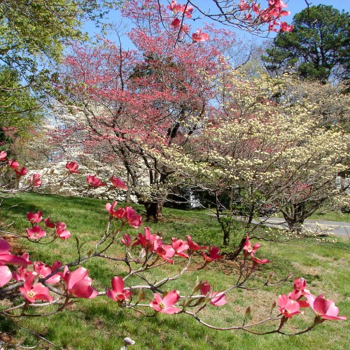 A vibrant spring scene featuring pink and white flowering trees against a lush green backdrop.