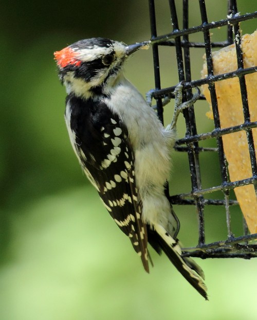 A small woodpecker with a red crown and black-and-white plumage clings to a feeder, pecking at a food source.