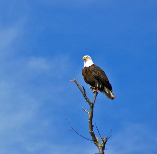 A bald eagle perched on a bare tree branch against a clear blue sky.