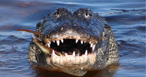A close-up of an alligator's head emerging from water, showcasing its sharp teeth and a fish in its mouth.