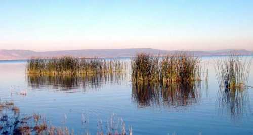 Calm lake scene with tall grasses emerging from the water, reflecting the serene landscape and clear blue sky.