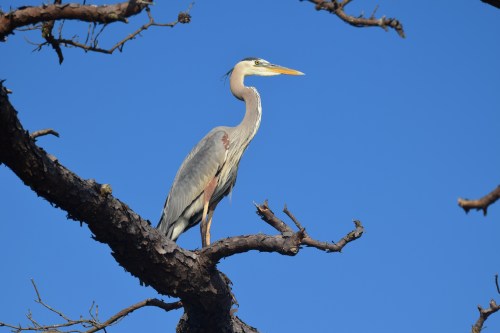 A heron perched on a tree branch against a clear blue sky.