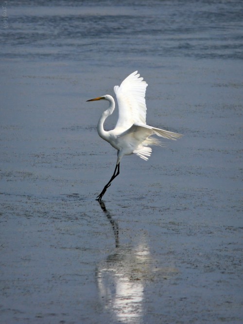 A graceful white heron stands on one leg in shallow water, its wings spread wide, reflecting in the calm surface.