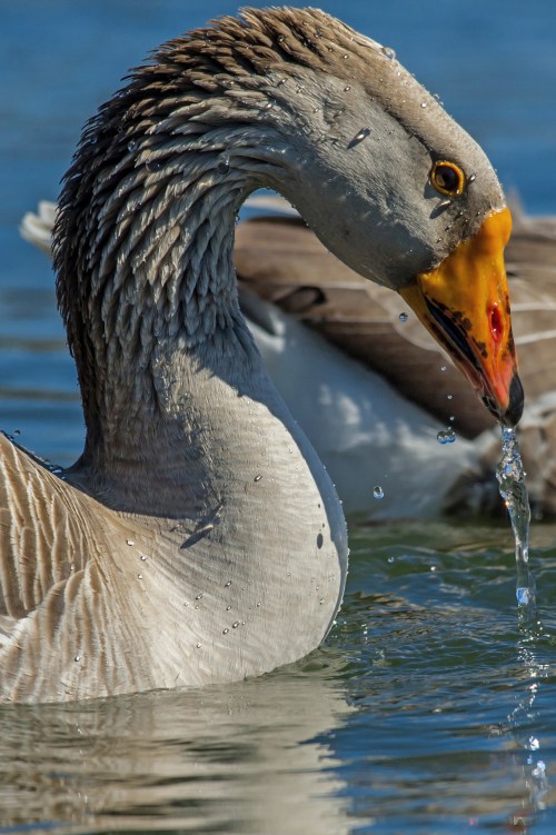 A close-up of a waterfowl with a long neck, droplets falling from its beak, swimming in a calm body of water.