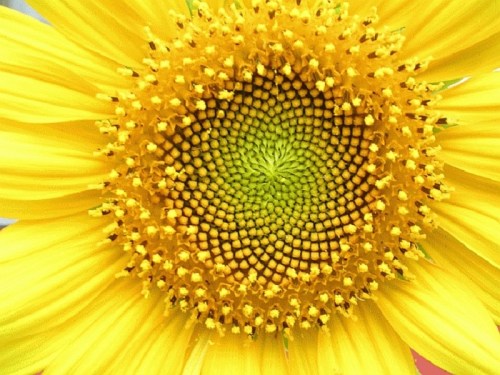 Close-up of a vibrant yellow sunflower, showcasing its intricate spiral pattern and textured center.