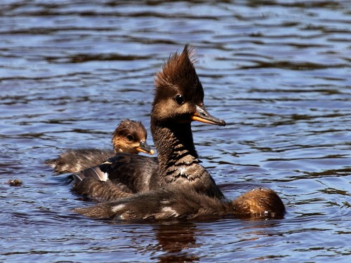 A mother duck with a distinctive crest swims in a calm waterway, accompanied by her fluffy duckling.