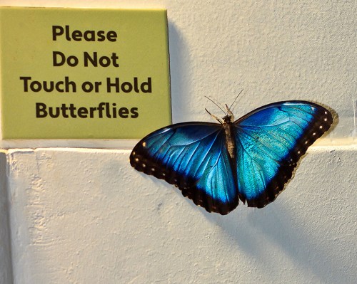 A vibrant blue butterfly rests on a wall next to a sign that reads, "Please Do Not Touch or Hold Butterflies."