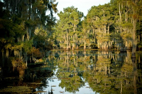 Lush green trees with Spanish moss reflect in calm water, creating a serene swamp landscape.
