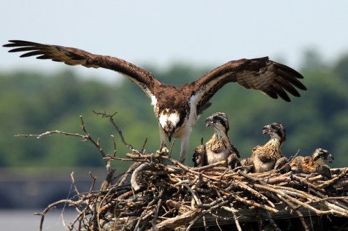 An osprey stands over its chicks in a nest, with wings spread wide, surrounded by greenery in the background.