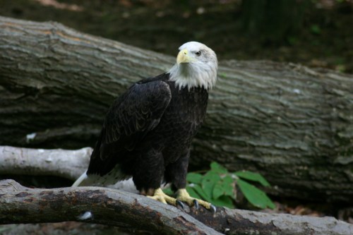 A bald eagle perched on a log, surrounded by greenery in a natural setting.