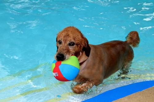 A wet dog with a ball in its mouth wades through a blue swimming pool.