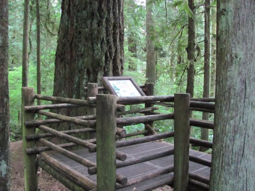 A wooden observation platform surrounded by tall trees in a lush forest. A sign is visible on the platform.