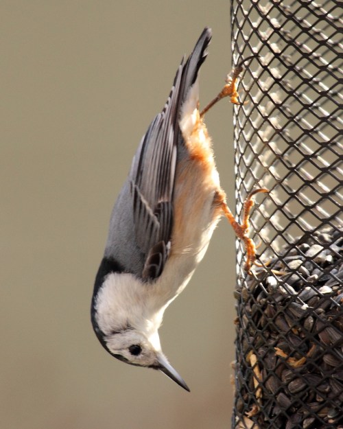 A nuthatch clings upside down to a bird feeder, pecking at seeds with its sharp beak.
