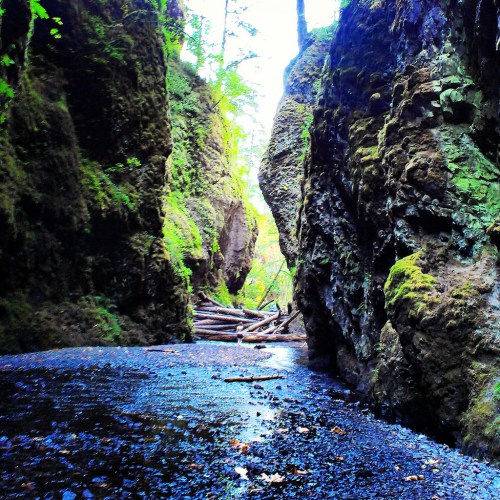 A narrow canyon with lush green moss-covered rocks and a small stream running through it.