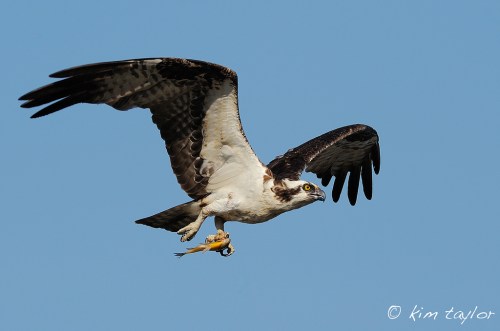 An osprey in flight, carrying a fish in its talons against a clear blue sky.