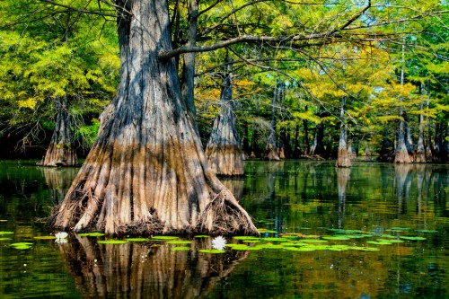 Cypress trees rise from calm waters, surrounded by green foliage and lily pads, reflecting in the serene landscape.