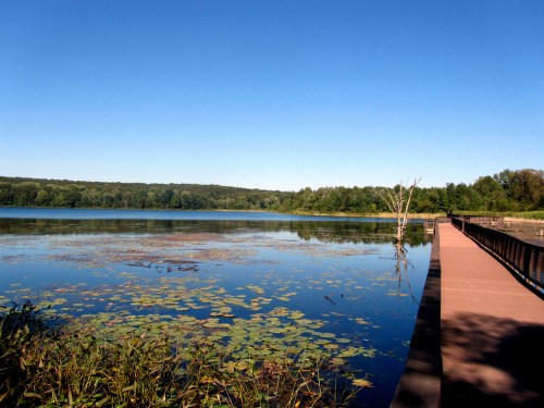 A serene lake surrounded by greenery, with a wooden walkway extending over the water under a clear blue sky.