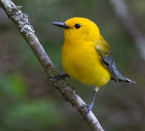 A small, vibrant yellow bird perched on a branch, surrounded by a blurred green background.