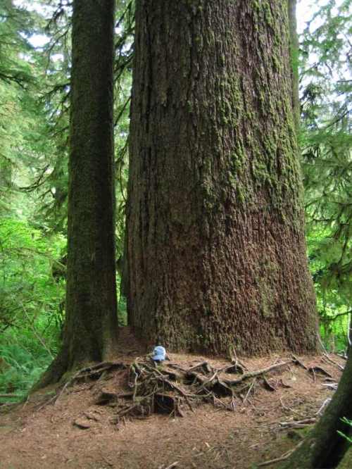 A massive tree trunk surrounded by lush greenery, with roots visible on the forest floor.