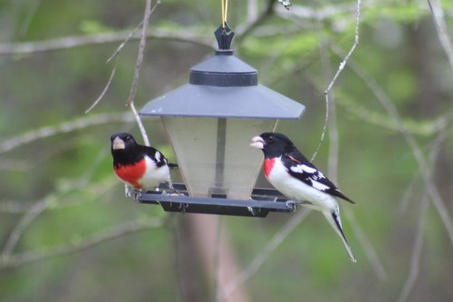 Two colorful birds with black and red plumage perched on a bird feeder surrounded by green foliage.