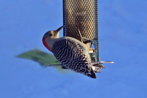 A woodpecker with a red cap and patterned feathers feeds from a bird feeder against a blue background.