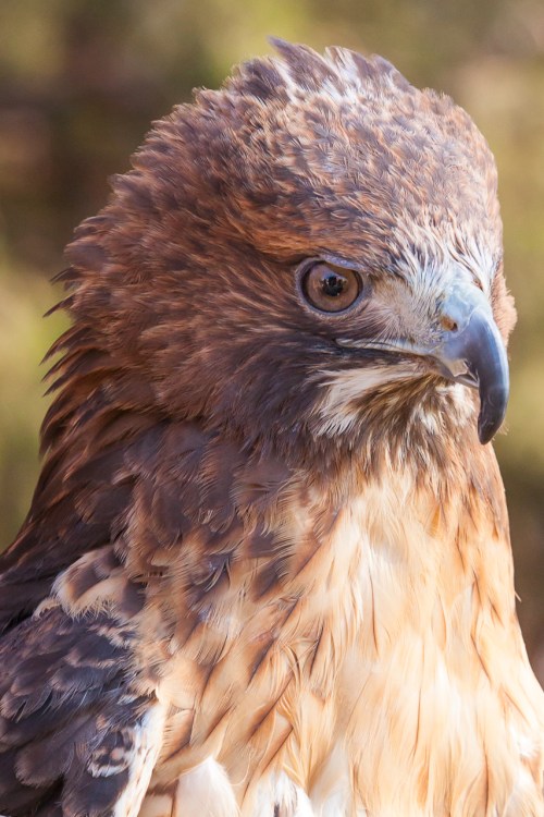 Close-up of a hawk with a sharp beak and detailed feather patterns, showcasing its intense gaze.