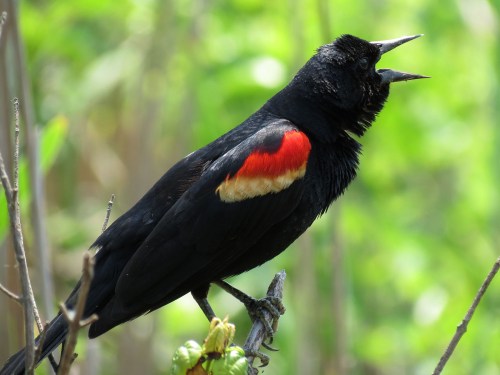 A black bird with red and yellow shoulder patches perched on a branch, singing against a green background.