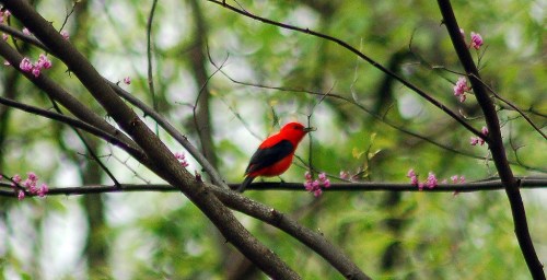 A vibrant red bird perched on a branch with pink flowers, surrounded by green foliage.