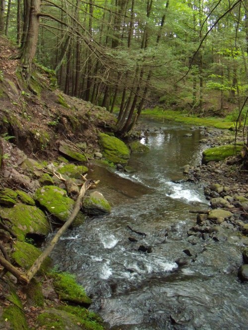 A serene forest stream flows through moss-covered rocks and trees, surrounded by lush greenery.