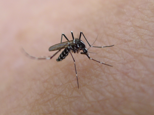 Close-up of a mosquito perched on human skin, showcasing its detailed body and long legs.