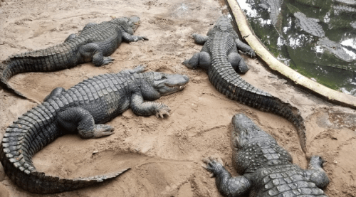 Four large crocodiles resting on sandy ground near a water edge.