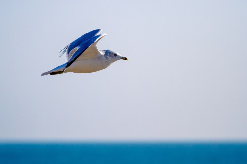 A seagull in flight against a clear blue sky and ocean backdrop.