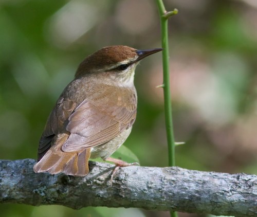 A small brown bird perched on a branch, with a blurred green background.