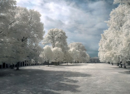 A serene landscape with white trees and a cloudy sky, creating an ethereal, winter-like atmosphere.