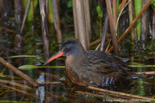 A small brown bird with a long orange beak stands in shallow water among reeds and vegetation.