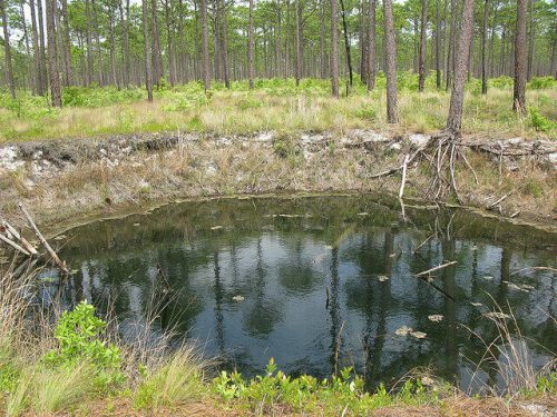 A circular pond surrounded by grass and trees in a forested area, reflecting the greenery above.