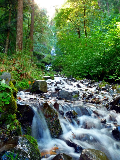 A serene forest scene with a flowing stream, moss-covered rocks, and lush greenery, leading to a distant waterfall.