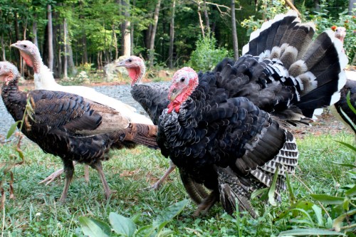 A group of turkeys, featuring a black turkey with a fan of feathers, walking in a grassy area surrounded by trees.