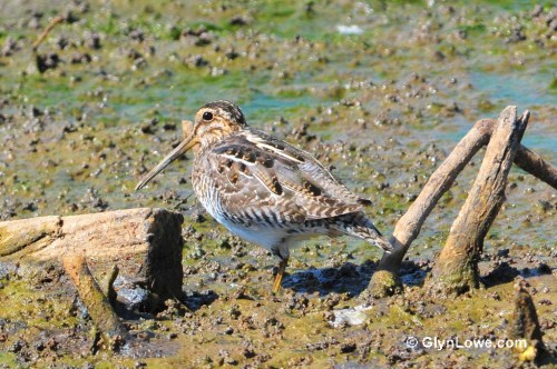 A shorebird with brown and white plumage stands on muddy ground, surrounded by sticks and water.