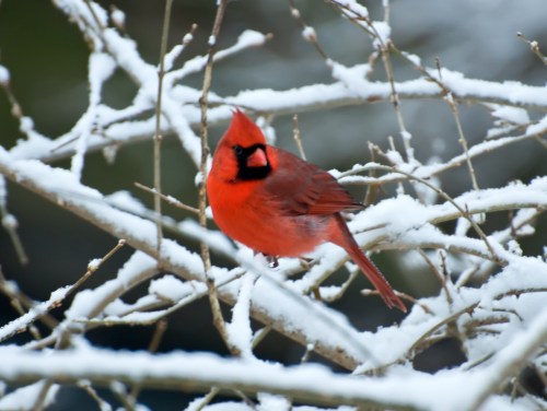 A vibrant red cardinal perched on snow-covered branches in a winter landscape.