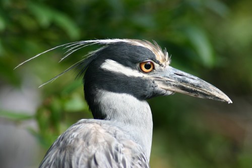 Close-up of a gray heron with striking orange eye and distinctive crest, set against a blurred green background.