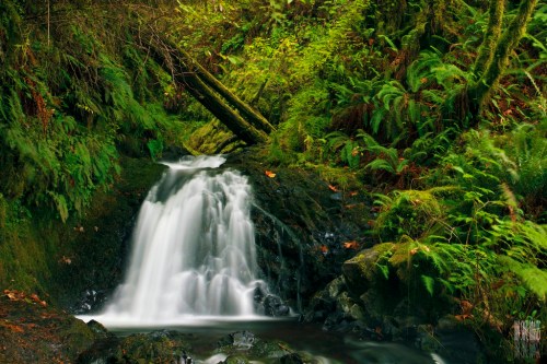 A serene waterfall cascades over rocks, surrounded by lush green ferns and mossy trees in a tranquil forest setting.