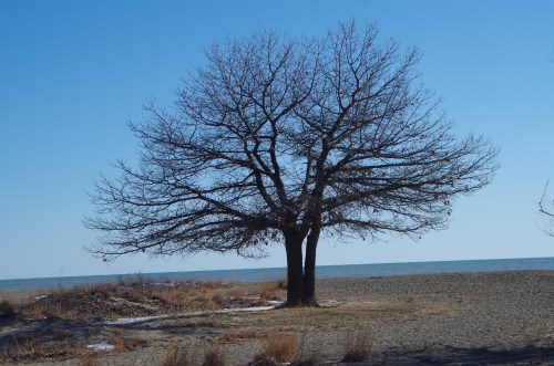 A bare tree stands on a sandy beach with a clear blue sky and calm water in the background.