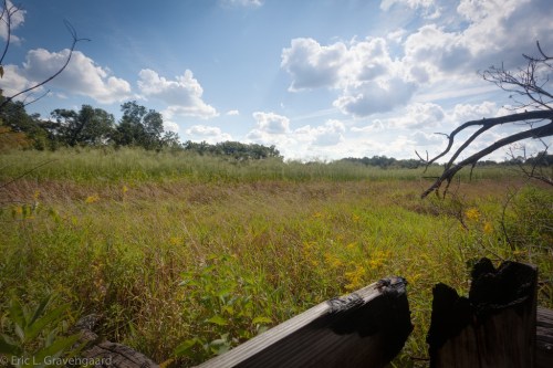 A serene landscape featuring tall grass and wildflowers under a blue sky with fluffy clouds.
